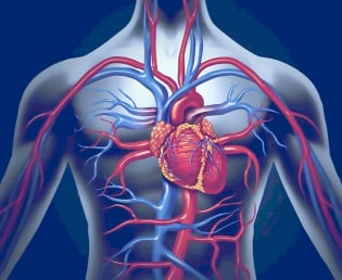 Frecvențele sistemului cardiovascular